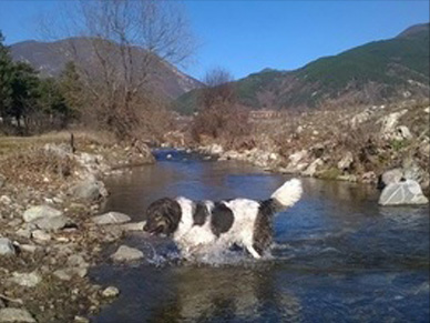 Home Country Karakachan pup in river