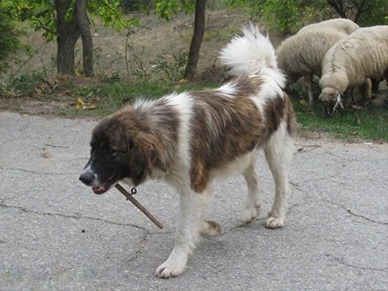 Home Country Karakachan pup with sheep