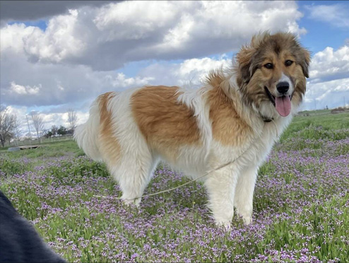 tan karakachan in a field